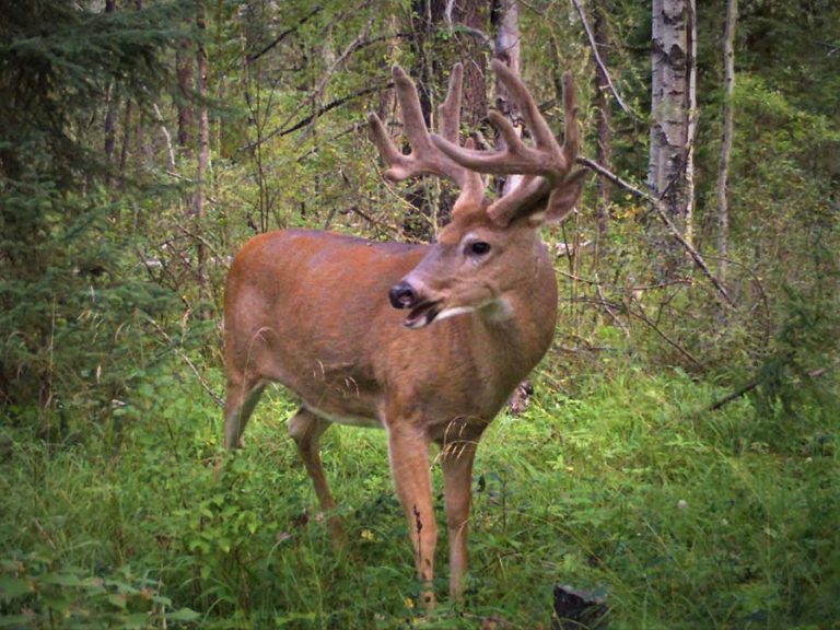 Article-Monsters-of-Alberta Whitetail
